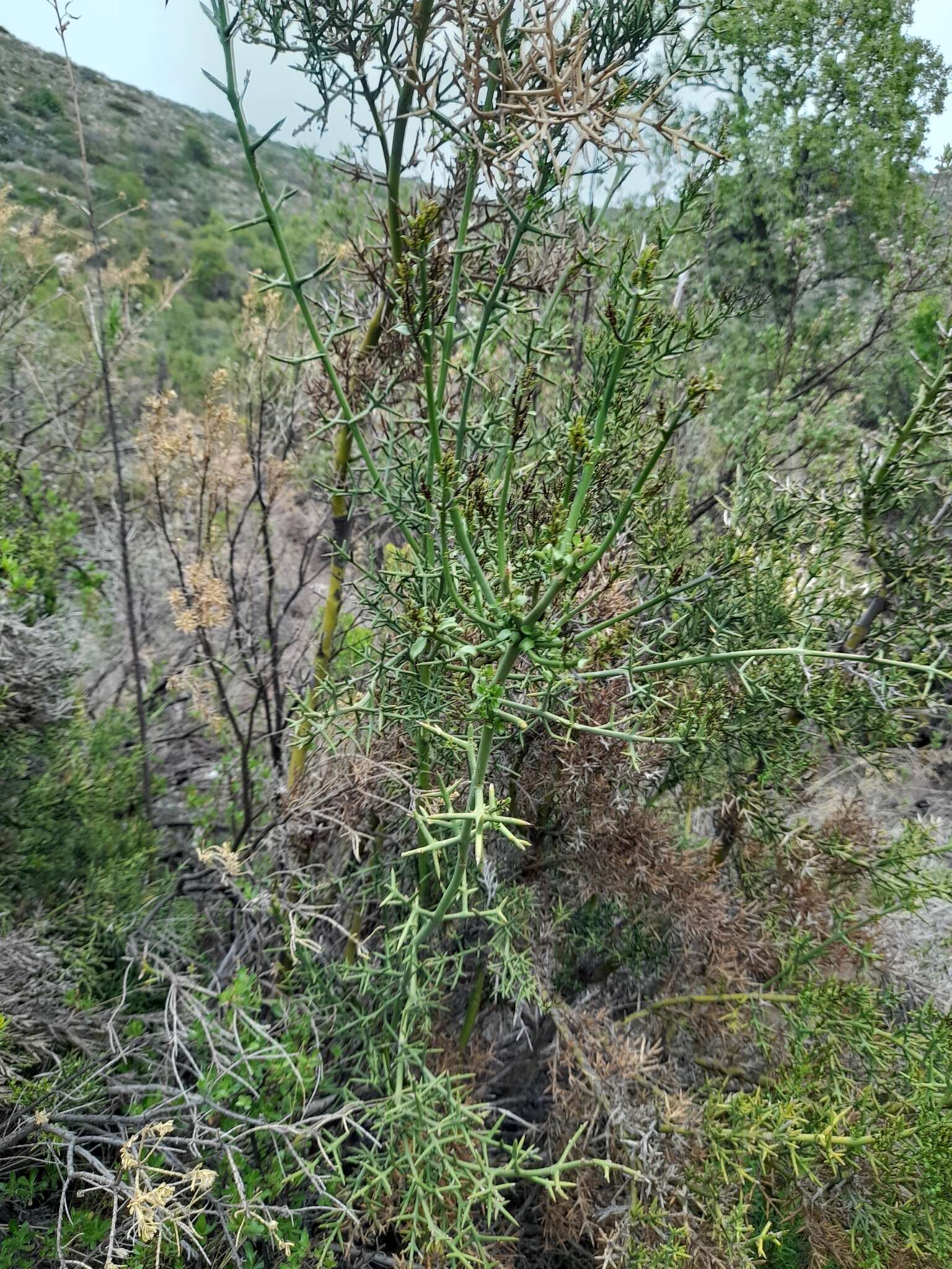 Image of Colletia hystrix Clos