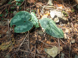 Image of Asarum nipponicum Maekawa