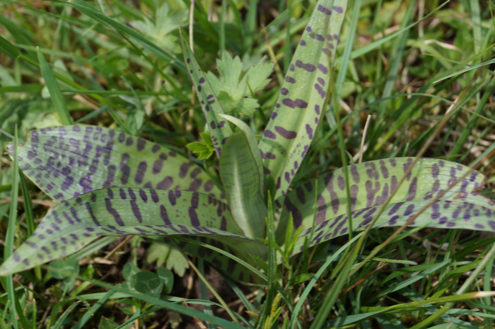 Image of Dactylorhiza fuchsii subsp. fuchsii