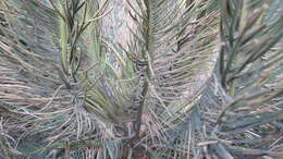 Image of Drakensberg Cycad