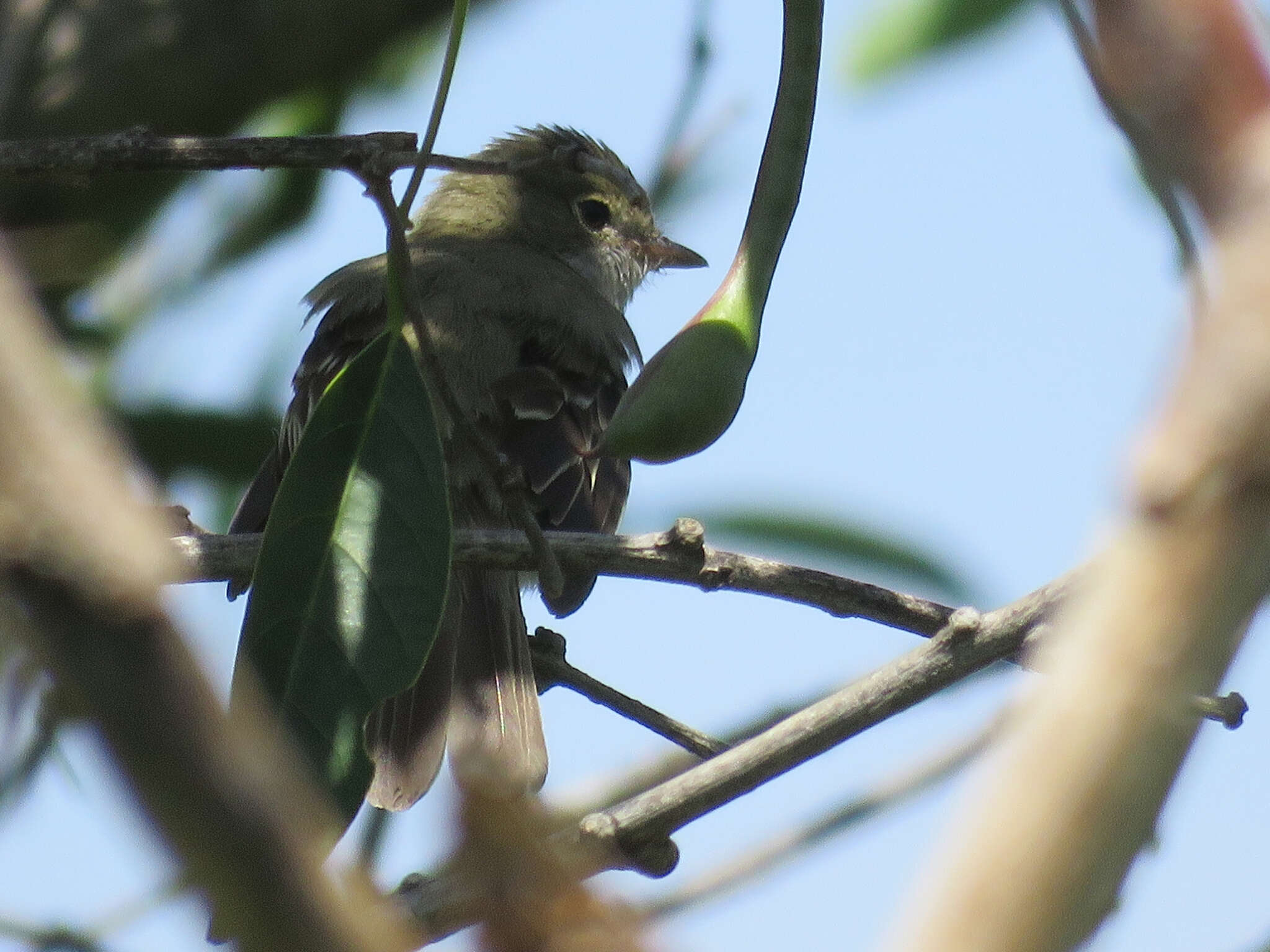 Image of Small-billed Elaenia