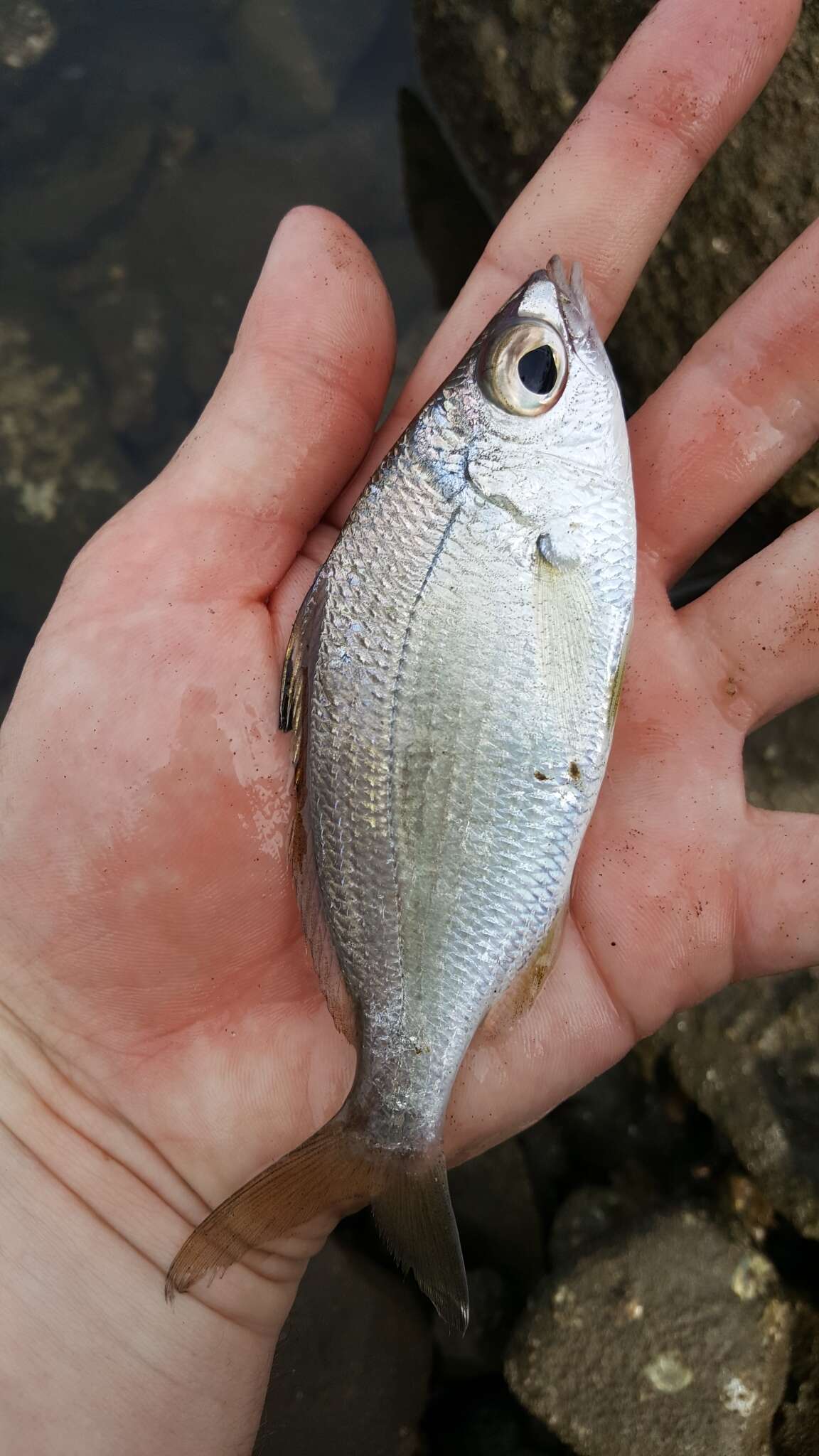 Sivun Eucinostomus currani Zahuranec 1980 kuva