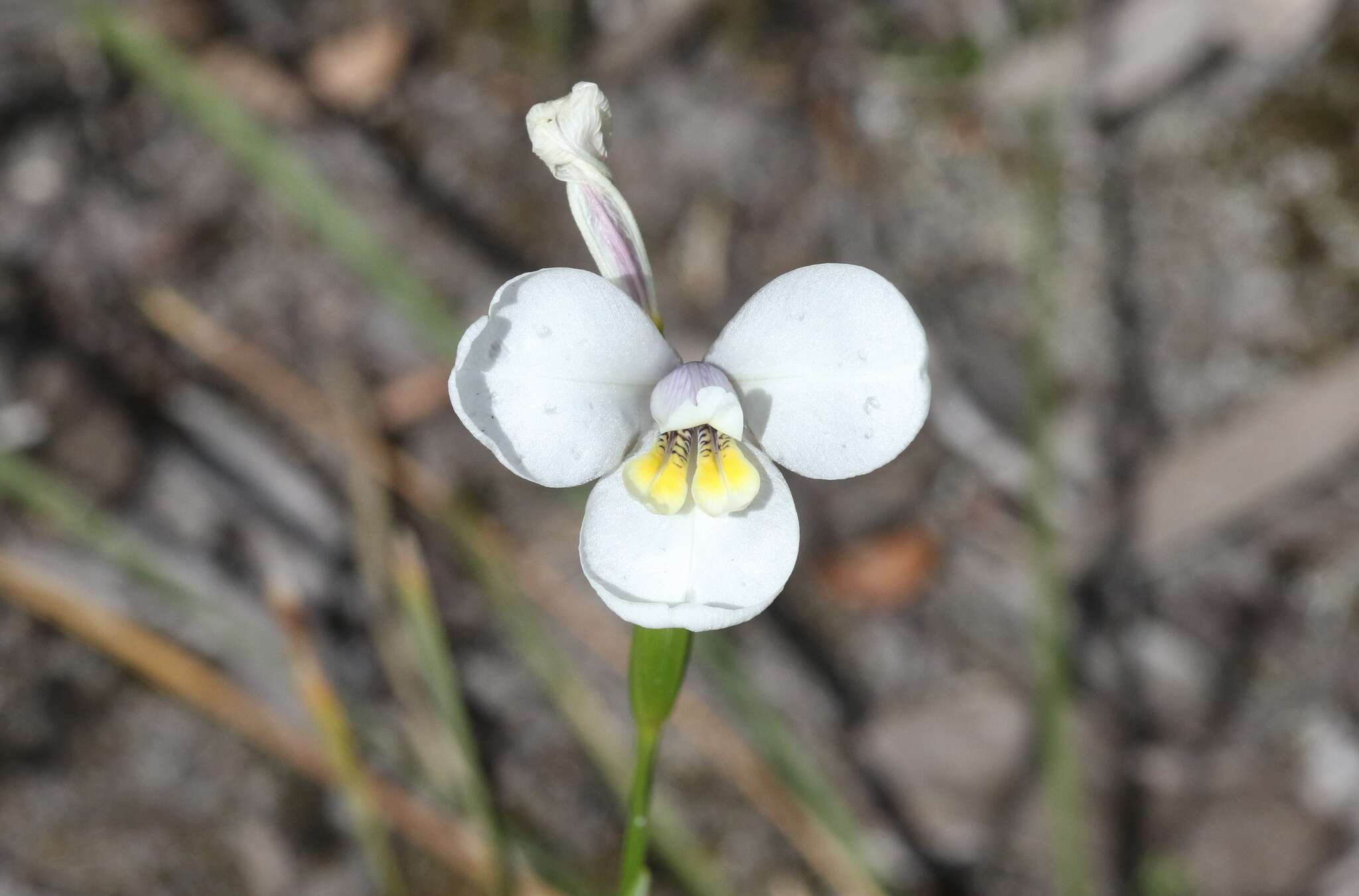 Imagem de Diplarrena moraea Labill.