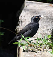 Image of Crested Myna