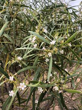 صورة Myoporum platycarpum R. Br.