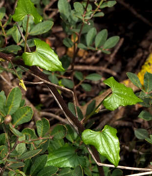 Image of Dioscorea communis (L.) Caddick & Wilkin