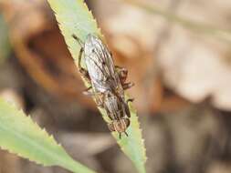 Salticella fasciata (Meigen 1830) resmi