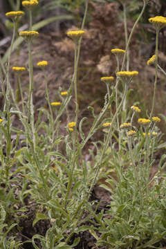 Image of Helichrysum odoratissimum (L.) Sw.