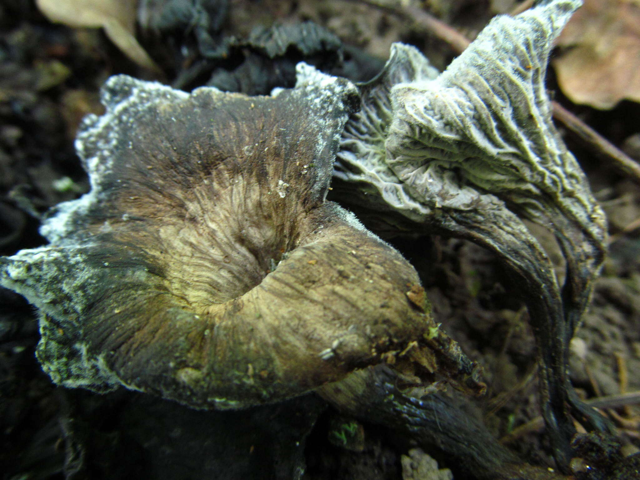 Image of Cantharellus cinereus (Pers.) Fr. 1821