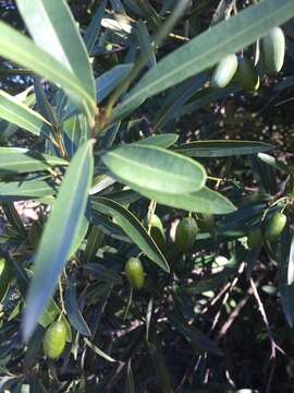 Image of Cryptocarya angustifolia E. Mey.