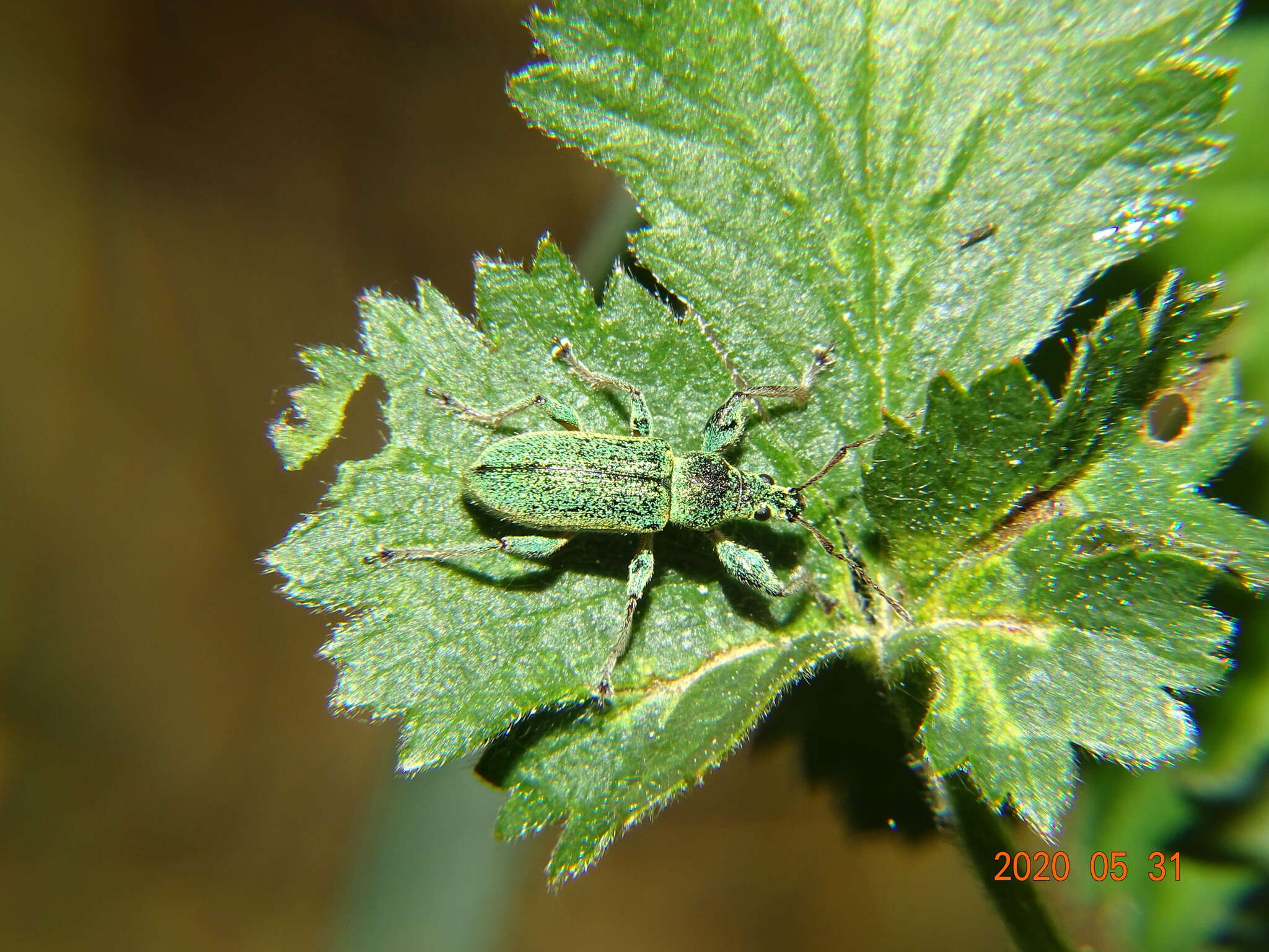 صورة Phyllobius (Phyllobius) arborator (Herbst 1797)