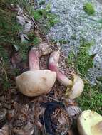 Image of Scarlet-stemmed Bolete