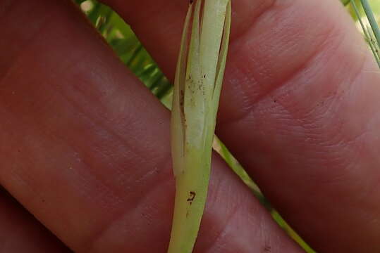 Image of Habenaria dregeana Lindl.