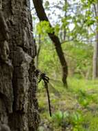 Image of Delta-spotted Spiketail