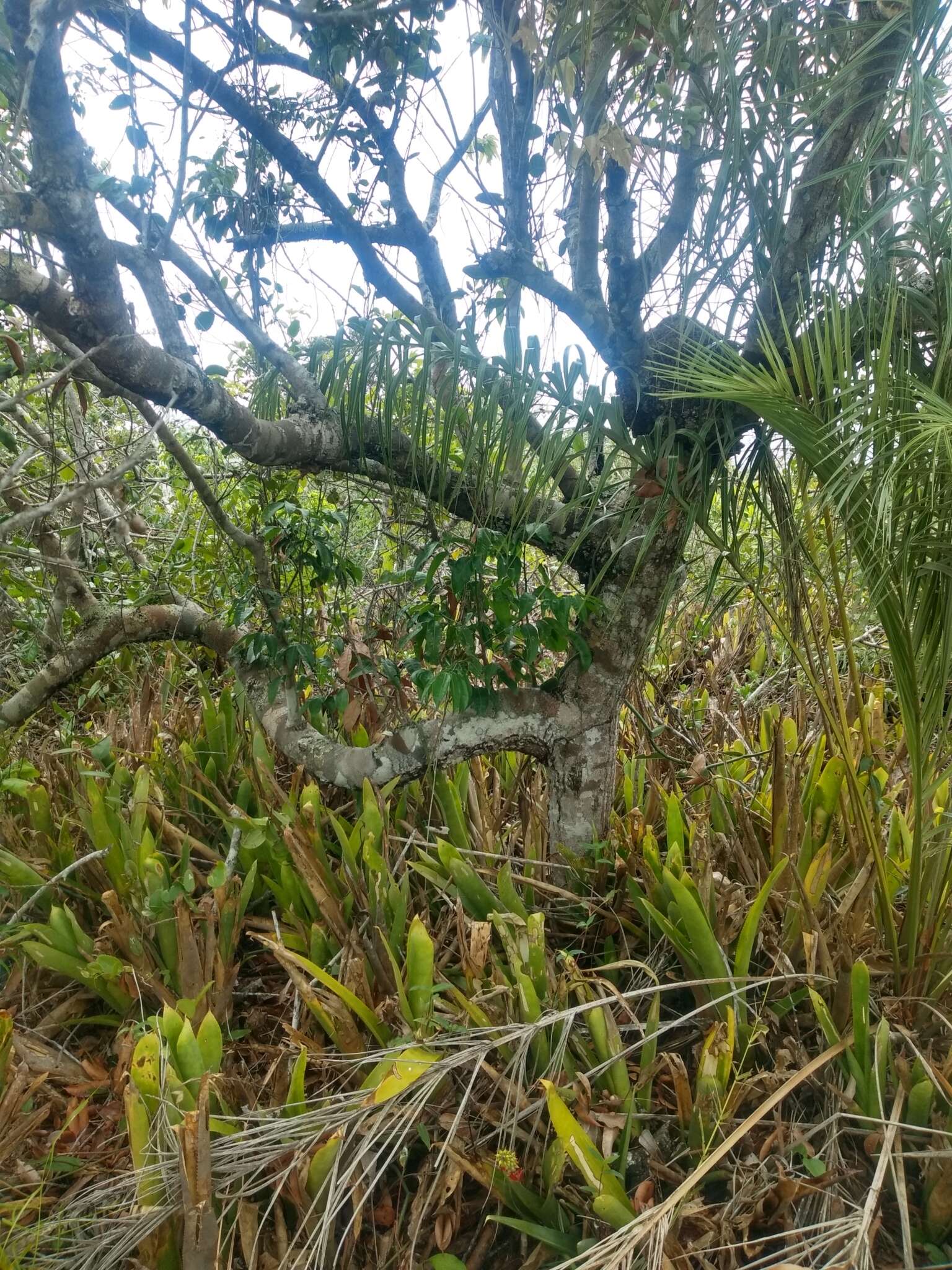 Plancia ëd Protium heptaphyllum (Aubl.) March.