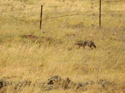 Image of Syrian jackal