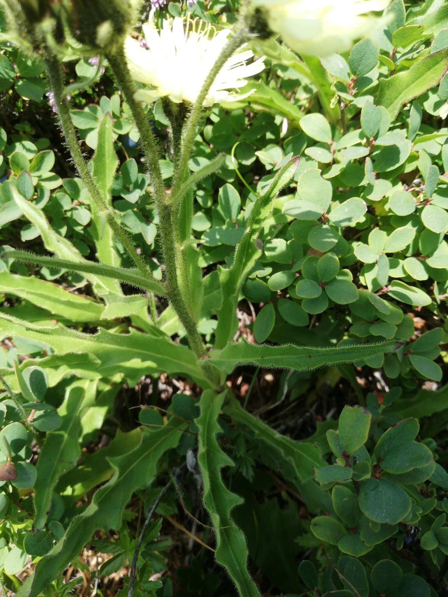 Image of Schlagintweitia intybacea (All.) Griseb.