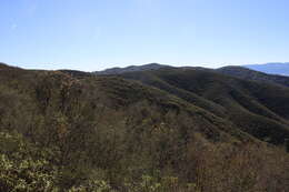 Image of Gabilan Mountains manzanita