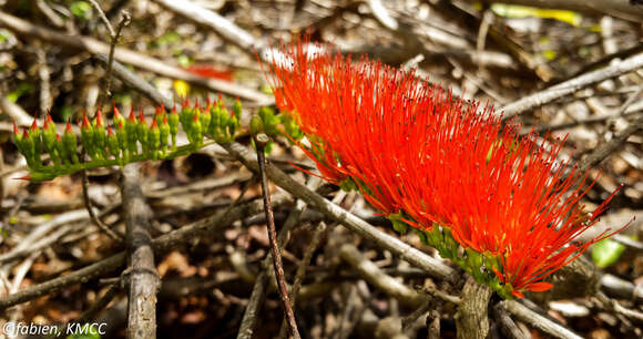 Imagem de Combretum coccineum (Sonn.) Lam.