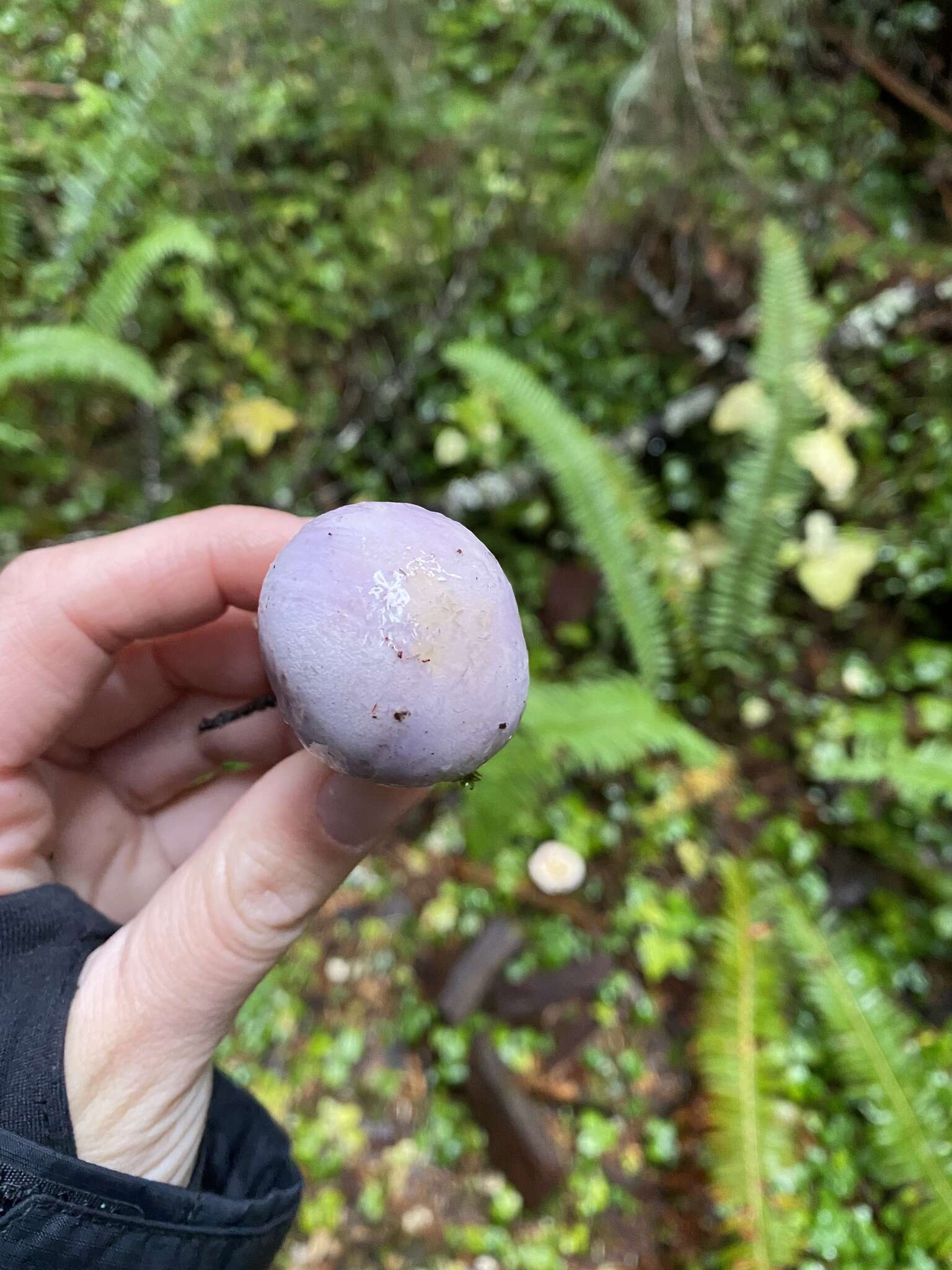 Imagem de Cortinarius olympianus A. H. Sm. 1939