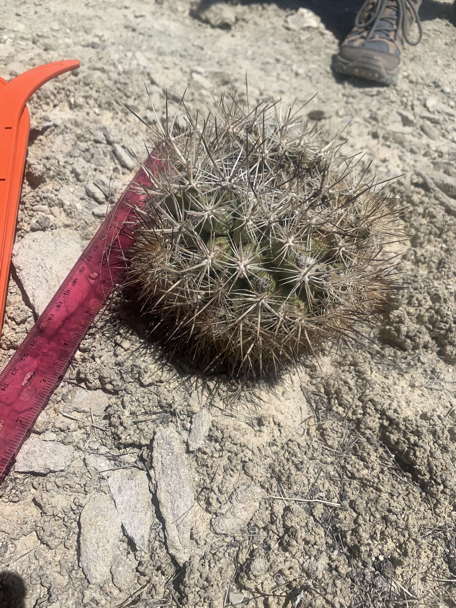 Plancia ëd Pediocactus sileri (Engelm. ex J. M. Coult.) L. D. Benson