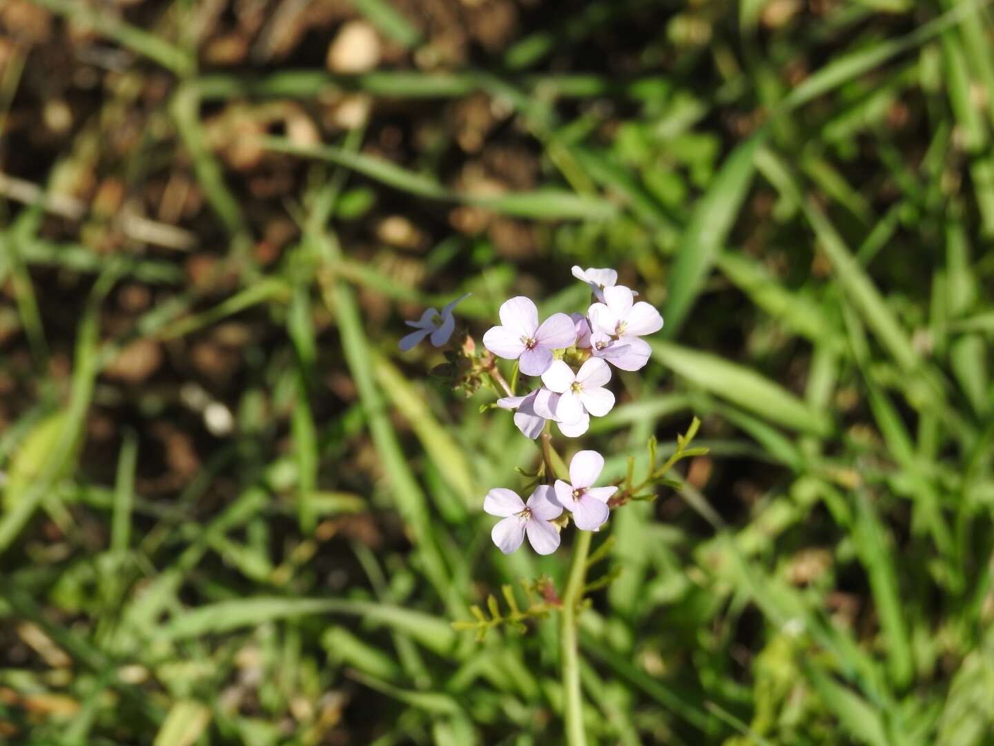 Image de Erucaria rostrata (Boiss.) A. W. Hill ex Greuter & Burdet