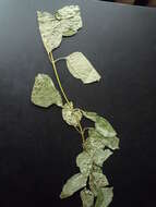 Image of Cornus sanguinea subsp. sanguinea