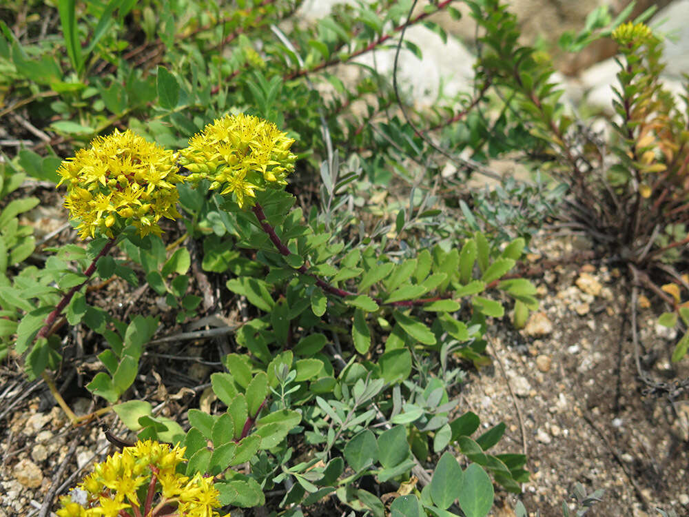 Image of <i>Sedum selskianum</i> Regel & Maak