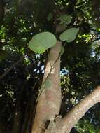 صورة Dioscorea cotinifolia Kunth