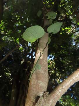 Image of Dioscorea cotinifolia Kunth