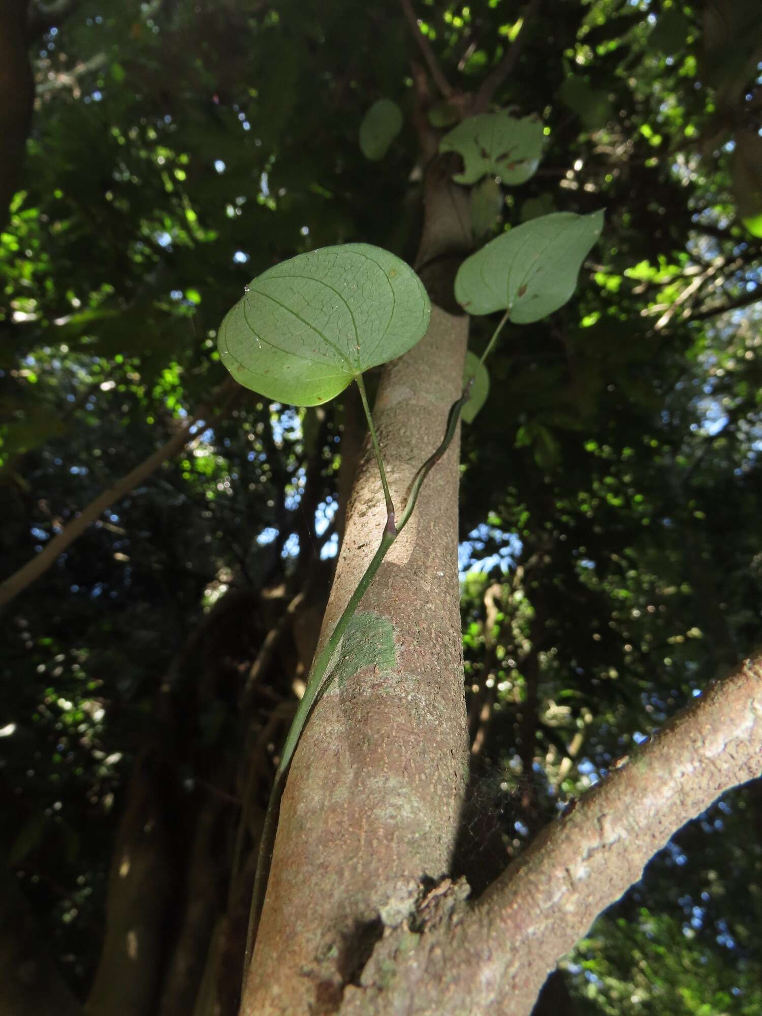 Dioscorea cotinifolia Kunth的圖片