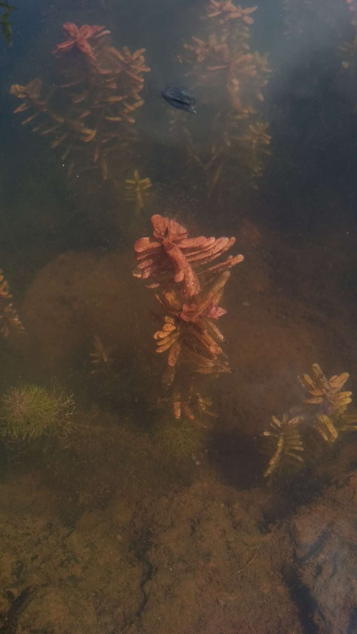 Image of Rotala sahyadrica S. P. Gaikwad, Sardesai & S. R. Yadav