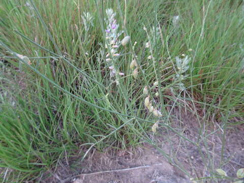 Sivun Astragalus gracilis Nutt. kuva