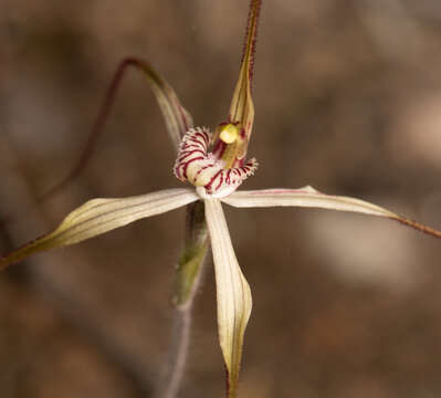 Image of Chameleon orchid