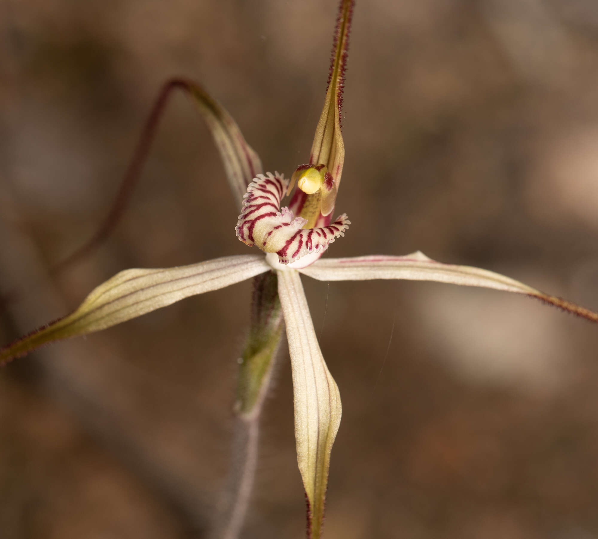 Image of Chameleon orchid