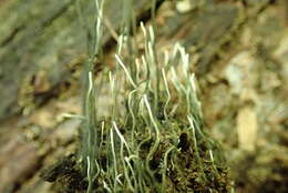 Imagem de Xylaria liquidambaris J. D. Rogers, Y. M. Ju & F. San Martín 2002