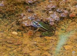 Image of Lithobates brownorum (Sanders 1973)