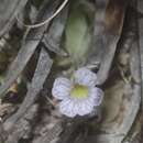 Image of Pinguicula kondoi Casper