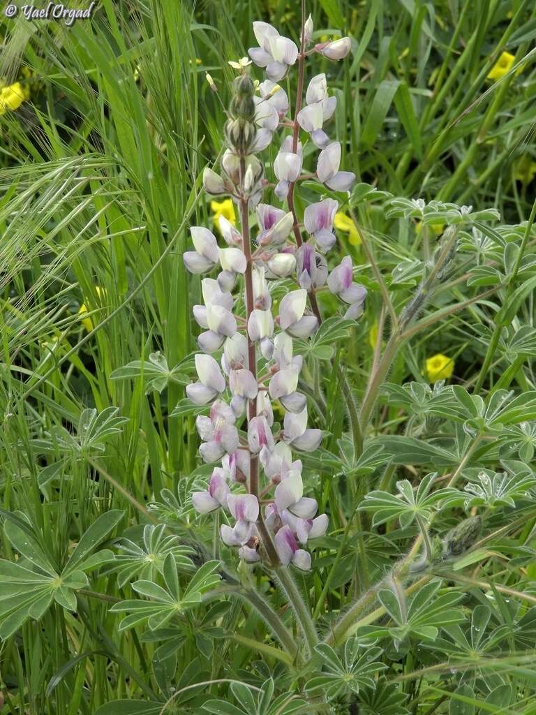 Image of Lupinus palaestinus Boiss.