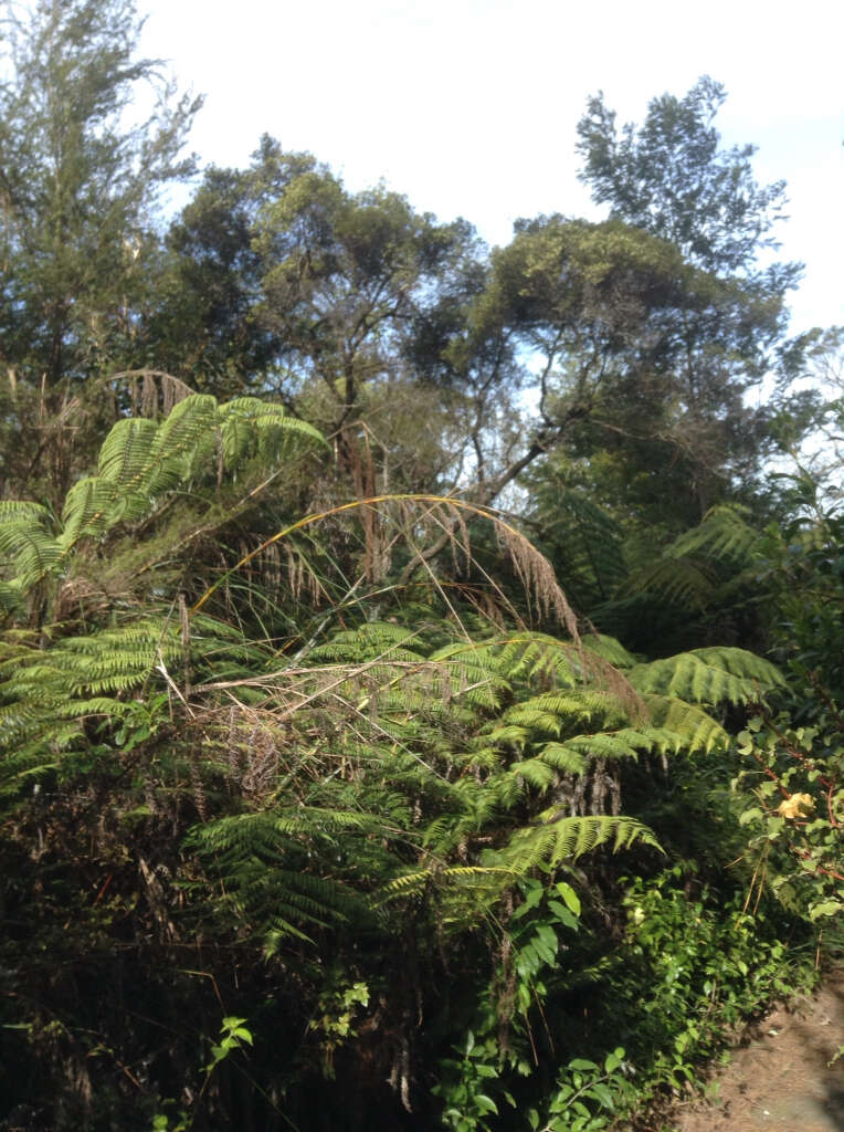 صورة <i>Leucopogon fasciculatus</i>