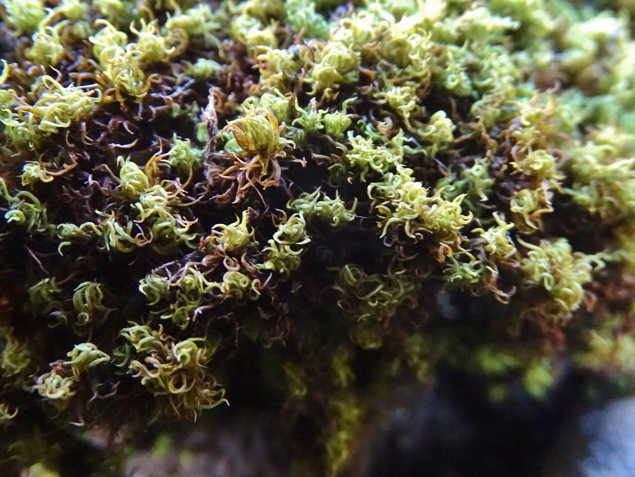 Image of tortured tortella moss