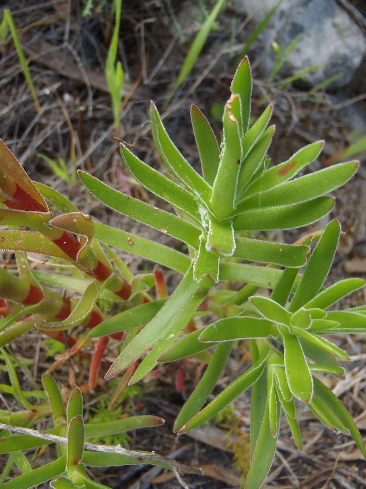 Crassula fascicularis Lam. resmi