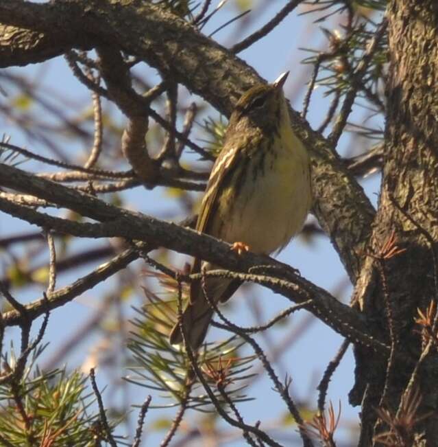 Image of Blackpoll Warbler