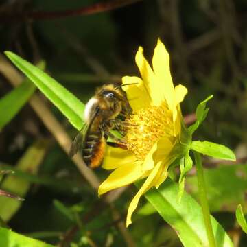 Image of Megachile leaf-cutter bee