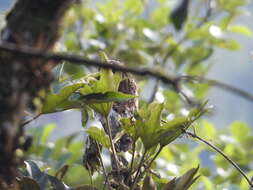 Image of Andean Potoo