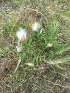 Image of spider milkweed