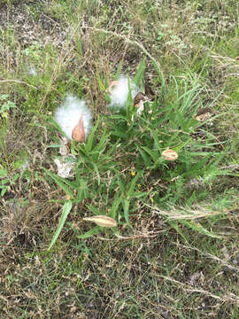 Image of spider milkweed