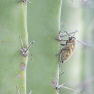 Image of Lampetis hirtomaculata (Herbst 1801)