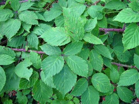 Image of Rubus incurvatiformis Edees