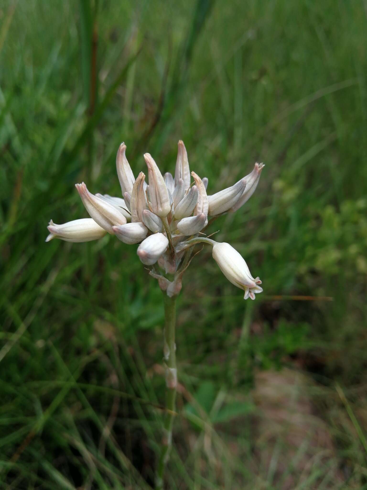 Image of Aloe minima Baker